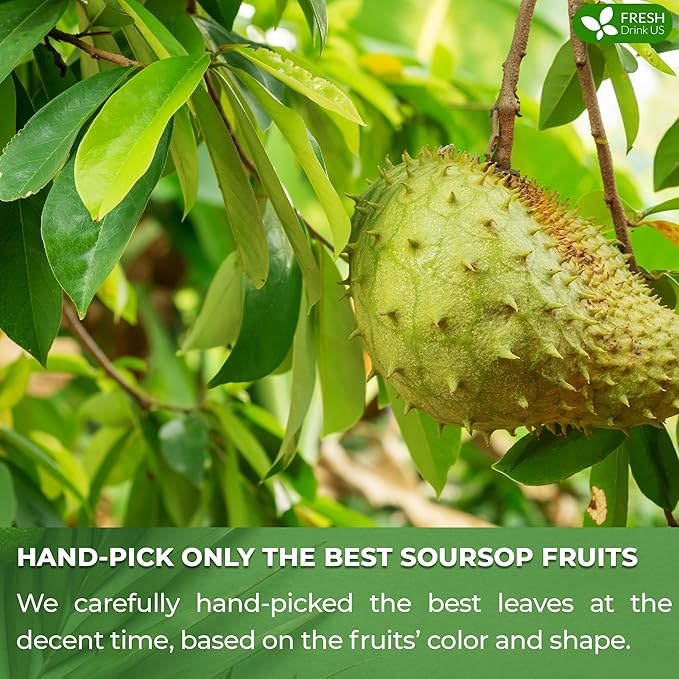 FreshDrinkUS, 60 Premium Soursop Graviola Fruit Tea Bags, 100% Natural and Pure from Soursop Fruits, Made With Natural Materials-Corn Fiber Tea Bag, Sugar/Caffeine/Gluten Free, Hoja Guanabana Tea