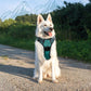 Eagloo Dog Harness Large Breed, No Pull Service Vest with Reflective Strips and Control Handle, Adjustable and Comfortable for Easy Walking, No Choke Pet Harness with 2 Metal Rings, Dark Green, XL
