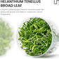 Ultum Nature Systems Live Tissue Culture - Helanthium tenellum 'Broad Leaf' - Easy - Medium to High Light - Bright Green Accent - Foreground - 100% Snail Free Grown in-Vitro - Regular Cup