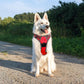 Eagloo Dog Harness Large Breed, No Pull Service Vest with Reflective Strips and Control Handle, Adjustable and Comfortable for Walking, No Choke Pet Harness with 2 Metal Rings, Red, XL