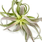 Air Plants - Tillandsia Cacticola, Jumbo 6-9" - 3ct - Live Arrival Guaranteed - House Plants for Home Decor & Gift