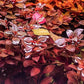 Live Aquarium Red Stem Plants - Freshwater Aquatic Plant for Fish Tanks, Aquascaping - (Ludwigia Natans Super, 1 Bunch)