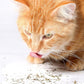 Purple Haze Catnip, Premium Blend Safe for Cats, Infused with Maximum Potency Your Kitty is Sure to Go Crazy for (1 Cup)