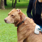 Pets First Premium Dog Brush & CAT Brush Self Cleaning Dog Slicker Hair Brush Easy to Clean Best Pet Grooming Brushes Shedding Grooming Tools for Dogs and Cats. Beautiful Gift for The Groomer!