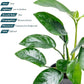 Anubias Live Aquarium Plants - Anubias Nana Tropica (Anubias barteri Nana) - Low Light Epiphytic Rhizome for Foreground to Midground Freshwater Aquascapes, Dark Green Accent - Pot