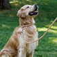CollarDirect Rolled Leather Dog Collar, Soft Padded Round Puppy Collar, Handmade Genuine Leather Collar Dog Small Large Cat Collars 13 Colors (15-19 Inch, Beige Textured)