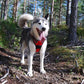 TRUE LOVE Adjustable No-Pull Dog Harness Reflective Pup Vest Harnesses Comfortable Control Brilliant Colors Truelove TLH5651(Red,XL)