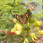 Insect Lore Bug Camp Bundle | Butterfly Kit with 1 Cup Live Caterpillars | Ladybug Land with 1 Tube Live Larvae | Ant Mountain with 1 Tube Live Western Harvester Ants | Life Cycle Figurines & More