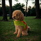 Reflective Dog Vest: Hi-Visibility Safety Gear for Outdoors. Safeguard Your Dog with Easy to wear Adjustable Reflective Vest (Small)