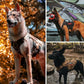 OneTigris - Tactical Dog Harness No Pull for Medium Dogs, Breathable Mesh Design, Service Dog Vest with Handle and Molle Bags, Adjustable Suit for Walking Hiking