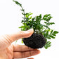 Java Fern Live Aquarium Plants – Windelov, Narrow Leaf & More– Easy Aquascaping Plants for Freshwater Tanks, Low Light, No CO₂ (Bolbitis Difformis 'Mini' on Nutripad)