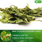 FreshDrinkUS, Permium 2oz Mulberry Leaves, 100% Natural & Pure from Mulberry Leaves, Mulberry Leaf Tea, Mulberry Loose Leaf Herbal Tea, No Additives, No Caffeine, Vegan