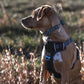 Embark Adventure Dog Harness, No-Pull Reflective Trim Dog Harness for Small, Medium & Large Dogs - Military Grade Nylon, 2 Leash Clips & Gel Lined Handle. Soft & Padded Puppy Dog Vest for Any Breed