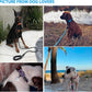 Heavy Duty Dog Leash - Comfortable Padded Handle, 5 ft Long - Dog Leashes for Small Medium Large Dogs (Leash+Collar M Neck 16"-20", Purple)