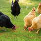 Mealworms Chicken Treats 2 Lbs with Handle Packing, High-Protein Promote Egg Production, Natural Chicken Feed for Laying Hens Wild Birds Ducks