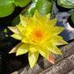 Live Hardy Water Lily Tubers Rhizomes Bulb Seed Nymphaea Aquatic Pond Plants Water Gardens Pre-Grown Flower in White Pink Red Yellow Orange Blue Purple (1, Yellow Hardy Pond Lily)