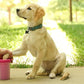 Dexas Pink Medium Dog Paw Cleaner, MudBuster - Premium Quality Pet Supplies and Dog Accessories for Dogs, Easy to Use, Mess Free, BPA Free, Patented Product