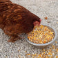 Pampered Chicken Mama Non-GMO Mealworm, Corn, Flax, & Herb Treat (10 Pounds) for Backyard Chickens, Healthy Layer Feed & Supplies for Pet Chickens Poultry Queen Treat for Hens