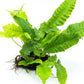 Java Fern Live Aquarium Plants – Windelov, Narrow Leaf & More– Easy Aquascaping Plants for Freshwater Tanks, Low Light, No CO₂ (Bolbitis Heteroclita on Nutripad)