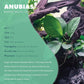 Anubias Live Aquarium Plants - Potted Freshwater Plant for Fish Tanks, Terrariums - Beginner Friendly Low Light (Barteri Broad Leaf, 1 Pot)