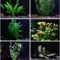 24 Plants Bundle / 6 Species Live Aquarium Plants Package - Microsorum, Amazon Sword, Anubias, Moneywort, Hornwort, etc. (100+ Gallon Aquariums)