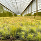 Air Plants - Tillandsia Funckiana, Large 5" - 1ct - Live Arrival Guaranteed - House Plants for Home Decor & Gift