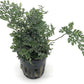 Mini Bolbitis Baby Leaf - Live Aquarium Plant for Fish Tank Decorations (1 Pot)