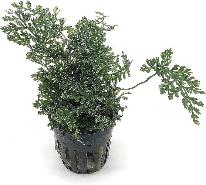 Mini Bolbitis Baby Leaf - Live Aquarium Plant for Fish Tank Decorations (1 Pot)
