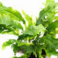 Java Fern Live Aquarium Plants – Windelov, Narrow Leaf & More– Easy Aquascaping Plants for Freshwater Tanks, Low Light, No CO₂ (Java Fern Lionfish on Nutripad)