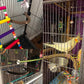 Allazone Bird Natural Wood Stand Perch Swing U Shape Natural Parrot Perch Bird Stand Pole for Parakeet, Conure, Cockatiel, Budgie, Lovebirds