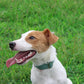 Mikivery Nylon Dog Collar with Quick Release Buckle Soft Adjustable Sturdy for Small Medium Large Dogs Emerald,L