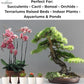 Lava Rocks for Plants (3/8’’ Minus), Natural Black Lava Rocks, Succulent & Terrarium Horticultural Volcanic Rock, Ideal Drainage for Potted Plants, Made in USA (5 qts - 9 lbs)