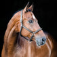 HORZE Warren Soft Adjustable Genuine Leather Horse Halter | Stainless Steel Hardware - Black - Cob