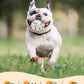 2.36'' Dog Balls for Dogs Aggressive Chewers Indestructible Tennis Durable Bouncy Interactive Dog Toy Balls for Fetch Game Floating Training(White Medium)