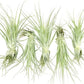 Live Air Plant - Tillandsia Gardneri 5-7” - 5ct - ragnaroc Rare Collectors Indoor Tropical Plant - Live Arrival Guaranteed - House Plants for Home Decor & Gift