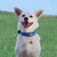 Didog Soft Padded Dog Collars for Small Dogs, Lightweight and Breathable Dog Collar with Metal Buckle, Blue, M