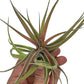 Air Plants - Tillandsia Brachycaulos Abdita, Large 4-6" - 3 ct - Live Arrival Guaranteed - House Plants for Home Decor & Gift