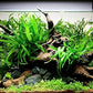 Java Fern Bare Root | Microsorum Pteropus - Low Light Freshwater Aquarium Plant