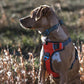 Embark Adventure Dog Harness, Reflective Trim No Pull Dog Harness for Large Dogs - Military Grade Nylon, Front Clip with Gel Lined Handle.