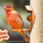 Valley Farms White Millet Wild Bird Seed (5LB) for Outside feeders, White proso Millet, Bird Watcher Secret Wild Bird Food to Attract Colorful Painted Buntings in Southern USA