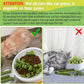50g Cat Grass Teething Treat, Delicious Cat Grass Teething Snack Edible Cats Chew Toy for Teeth Cleaning and Hairball Removal