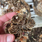 Organic Lion’s Mane + Turkey Tail Tincture | Made with Mushrooms Grown On Our Farm in The USA | Dual Extract | Extra-Concentrated (4 fl oz)