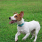Mikivery Nylon Dog Collar with Quick Release Buckle Soft Adjustable Sturdy for Small Medium Large Dogs Teal,M