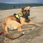 rabbitgoo Dog Harness No Pull with 2 Leash Clips, Adjustable Soft Padded, Reflective Oxford No Choke Pet Vest with Easy Control Handle for Small Dogs, Wild Lime,S