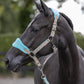 LeMieux Vogue Fleece Headcollar - Halter & Leadrope - Extra Padding, Adjustable at Curb and Poll Strap