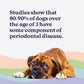 ROSEY'S PUPPY FRESH BREATH - Dog Water Additive for Dental Care - Maintains Fresh Breath & Clean Teeth for Dogs - Dog Breath Freshener for Promoting Healthy Gums & Fights Plaque Buildup - 8 Oz