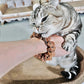 Natural Silvervine Gall Fruit Cat-Attracting Bracelet,Interactive Cat Toy for Indoor Cats,Cat Chew Toy with Gallfruit | Catnip & Silvervine Alternative, Stress Relief & Gift
