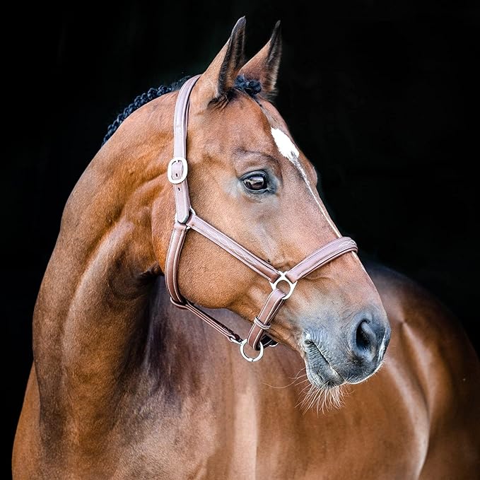 HORZE Warren Soft Adjustable Genuine Leather Horse Halter | Stainless Steel Hardware - Light Brown - Cob