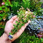 Live Aquarium Stem Plants - Freshwater Aquatic Plant for Fish Tanks, Aquascaping - (Rotala Rotundifolia Orange Juice, 1 Bunch)