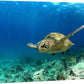 wall26 Canvas Print Wall Art Sea Turtle Gliding Through Sea Nature Ocean Photography Realism Nautical Scenic Relax/Calm Multicolor Ultra for Living Room, Bedroom, Office - 16"x24"